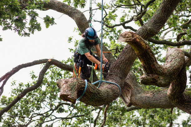 Reliable Fort Meade, MD Tree Services Solutions